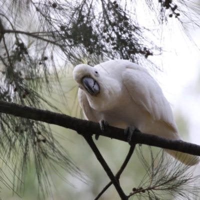 Cacatua galerita (Sulphur-crested Cockatoo) at Ngunnawal, ACT - 21 Feb 2018 by AlisonMilton