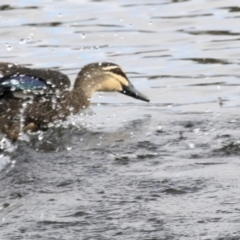 Anas superciliosa (Pacific Black Duck) at Gungahlin, ACT - 21 Feb 2018 by AlisonMilton