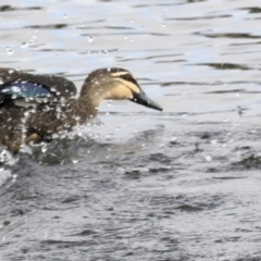 Anas superciliosa (Pacific Black Duck) at Gungahlin, ACT - 20 Feb 2018 by AlisonMilton