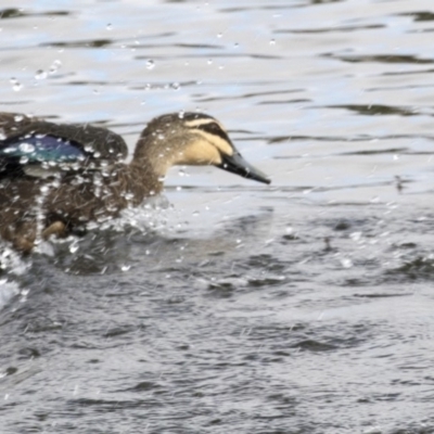 Anas superciliosa (Pacific Black Duck) at Gungahlin, ACT - 21 Feb 2018 by AlisonMilton