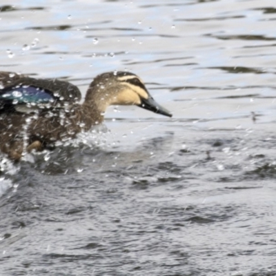 Anas superciliosa (Pacific Black Duck) at Yerrabi Pond - 20 Feb 2018 by AlisonMilton