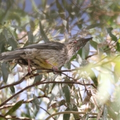 Anthochaera carunculata (Red Wattlebird) at Gungahlin, ACT - 20 Feb 2018 by Alison Milton