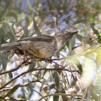 Anthochaera carunculata (Red Wattlebird) at Yerrabi Pond - 20 Feb 2018 by Alison Milton