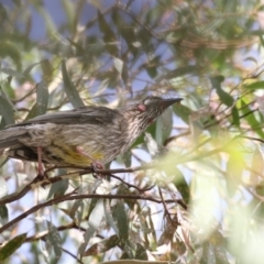 Anthochaera carunculata at Gungahlin, ACT - 21 Feb 2018 09:32 AM