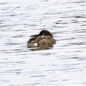 Aythya australis at Gungahlin, ACT - 21 Feb 2018