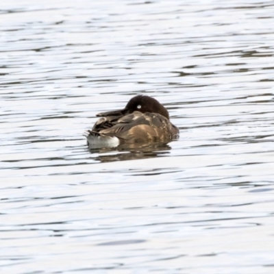 Aythya australis (Hardhead) at Gungahlin, ACT - 20 Feb 2018 by AlisonMilton