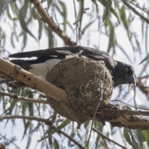 Grallina cyanoleuca at Gungahlin, ACT - 21 Feb 2018