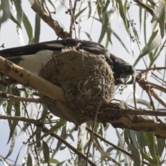 Grallina cyanoleuca at Gungahlin, ACT - 21 Feb 2018