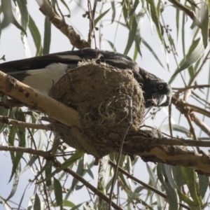 Grallina cyanoleuca at Gungahlin, ACT - 21 Feb 2018 09:44 AM