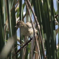 Acrocephalus australis (Australian Reed-Warbler) at Gungahlin, ACT - 21 Feb 2018 by AlisonMilton