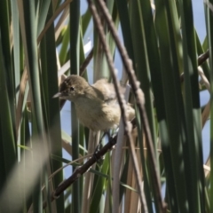 Acrocephalus australis (Australian Reed-Warbler) at Gungahlin, ACT - 20 Feb 2018 by AlisonMilton