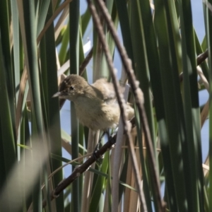 Acrocephalus australis at Gungahlin, ACT - 21 Feb 2018 10:16 AM