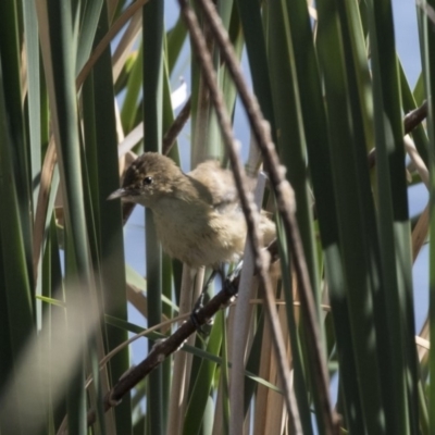 Acrocephalus australis (Australian Reed-Warbler) at Gungahlin, ACT - 21 Feb 2018 by AlisonMilton