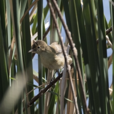 Acrocephalus australis (Australian Reed-Warbler) at Gungahlin, ACT - 20 Feb 2018 by AlisonMilton