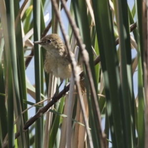 Acrocephalus australis at Gungahlin, ACT - 21 Feb 2018