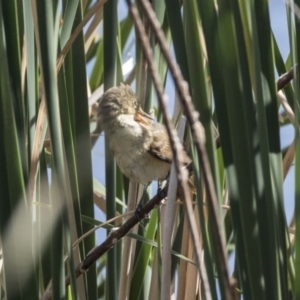 Acrocephalus australis at Gungahlin, ACT - 21 Feb 2018