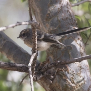 Rhipidura albiscapa at Amaroo, ACT - 21 Feb 2018 10:03 AM