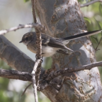 Rhipidura albiscapa (Grey Fantail) at Yerrabi Pond - 20 Feb 2018 by Alison Milton