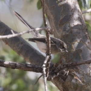 Rhipidura albiscapa at Amaroo, ACT - 21 Feb 2018 10:03 AM