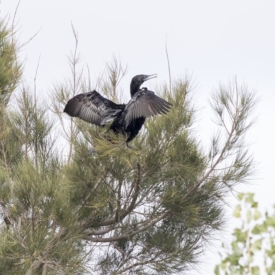 Phalacrocorax sulcirostris (Little Black Cormorant) at Yerrabi Pond - 20 Feb 2018 by Alison Milton