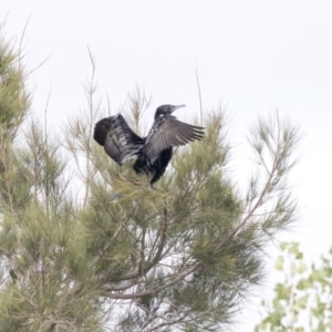 Phalacrocorax sulcirostris at Gungahlin, ACT - 21 Feb 2018