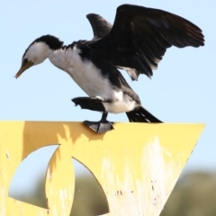 Microcarbo melanoleucos (Little Pied Cormorant) at Ngunnawal, ACT - 20 Feb 2018 by Alison Milton