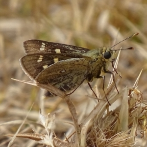 Trapezites luteus at Red Hill, ACT - 21 Feb 2018