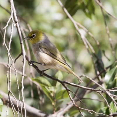 Zosterops lateralis (Silvereye) at Yerrabi Pond - 20 Feb 2018 by Alison Milton