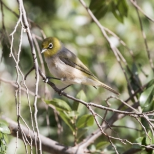 Zosterops lateralis at Amaroo, ACT - 21 Feb 2018