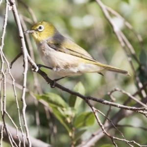 Zosterops lateralis at Amaroo, ACT - 21 Feb 2018