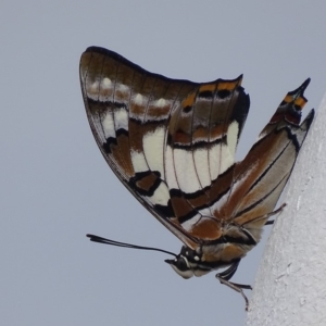 Charaxes sempronius at Garran, ACT - 21 Feb 2018 02:11 PM