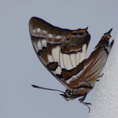 Charaxes sempronius (Tailed Emperor) at Garran, ACT - 21 Feb 2018 by roymcd