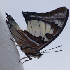 Charaxes sempronius at Garran, ACT - 21 Feb 2018 02:11 PM