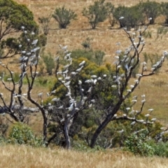 Cacatua galerita at Paddys River, ACT - 20 Feb 2018