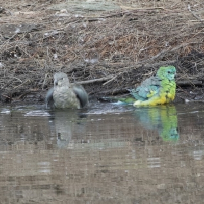 Psephotus haematonotus (Red-rumped Parrot) at Yerrabi Pond - 20 Feb 2018 by AlisonMilton