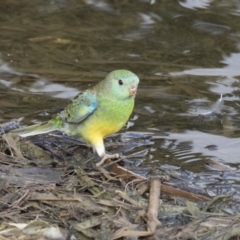 Psephotus haematonotus at Gungahlin, ACT - 21 Feb 2018