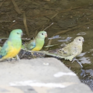 Psephotus haematonotus at Gungahlin, ACT - 21 Feb 2018