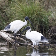 Threskiornis molucca (Australian White Ibis) at Gungahlin, ACT - 20 Feb 2018 by Alison Milton