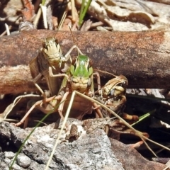 Gastrimargus musicus (Yellow-winged Locust or Grasshopper) at Paddys River, ACT - 20 Feb 2018 by RodDeb