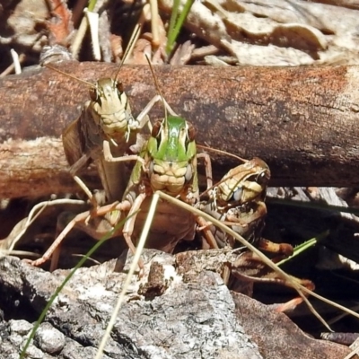 Gastrimargus musicus (Yellow-winged Locust or Grasshopper) at Paddys River, ACT - 20 Feb 2018 by RodDeb