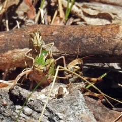 Gastrimargus musicus at Paddys River, ACT - 20 Feb 2018 02:23 PM