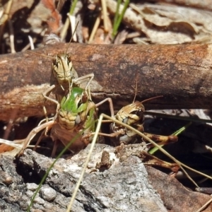 Gastrimargus musicus at Paddys River, ACT - 20 Feb 2018 02:23 PM