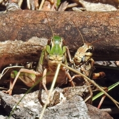 Gastrimargus musicus at Paddys River, ACT - 20 Feb 2018 02:23 PM