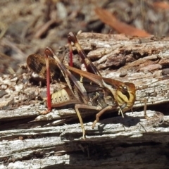 Gastrimargus musicus at Paddys River, ACT - 20 Feb 2018 02:23 PM