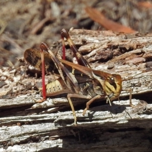 Gastrimargus musicus at Paddys River, ACT - 20 Feb 2018 02:23 PM