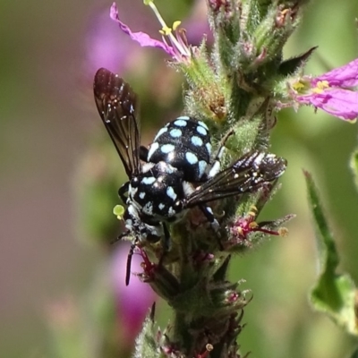 Thyreus caeruleopunctatus (Chequered cuckoo bee) at Canberra Central, ACT - 20 Feb 2018 by roymcd