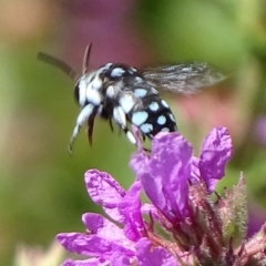 Thyreus caeruleopunctatus at Canberra Central, ACT - 20 Feb 2018