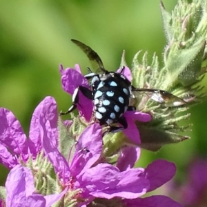 Thyreus caeruleopunctatus at Canberra Central, ACT - 20 Feb 2018