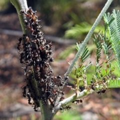 Iridomyrmex purpureus (Meat Ant) at Paddys River, ACT - 20 Feb 2018 by RodDeb