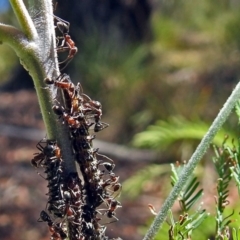 Iridomyrmex purpureus at Paddys River, ACT - 20 Feb 2018